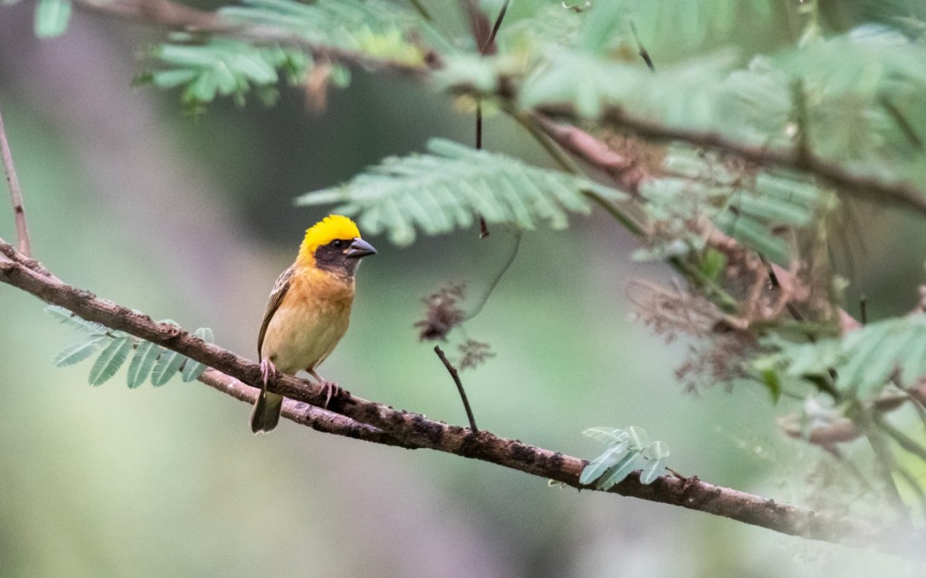 The Baya Weaver is one of the native bird species that Eupe’s restoration efforts aim to protect and provide a thriving habitat for.